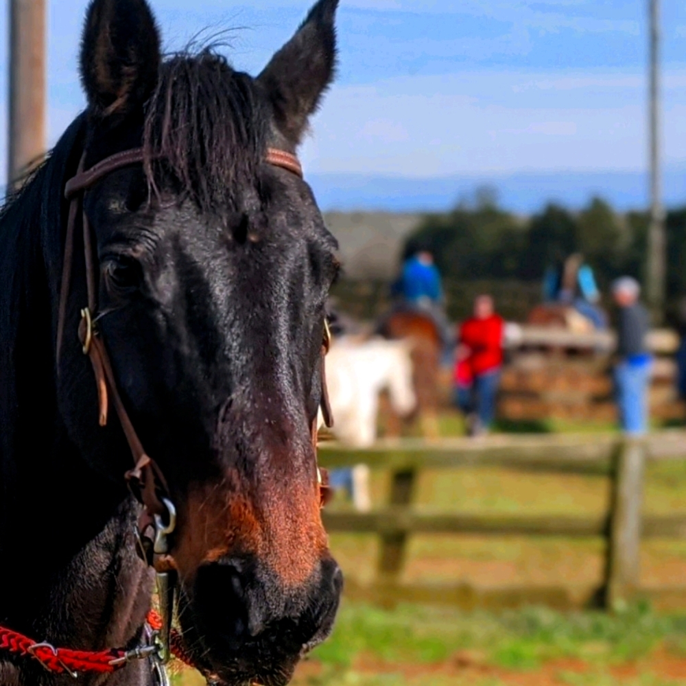 Iso Brest collar, bits,saddle pad, barrel rein